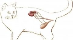 Boli inflamatorii ale sistemului urinar: ce cistită la pisici și cum să scape de ea